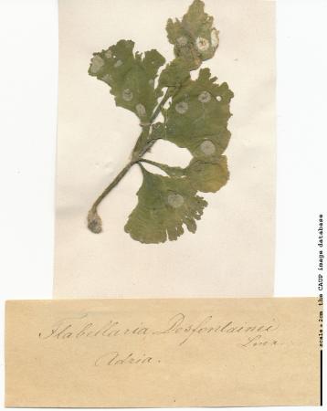 Flabellia petiolata 22.jpg